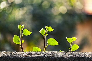 Three green seedlings in a row